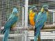 Macaw Birds for sale in New London, NC 28127, USA. price: NA