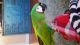 Macaw Birds for sale in Springfield, MO, USA. price: $800