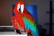 Macaw Birds for sale in South Bend, IN, USA. price: NA