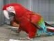 Macaw Birds for sale in South Bend, IN, USA. price: NA