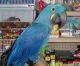 Macaw Birds for sale in Gainesville, FL, USA. price: $500