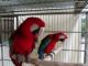 Macaw Birds for sale in Gainesville, FL, USA. price: NA