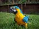 Macaw Birds for sale in Downey, CA, USA. price: NA