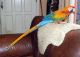 Macaw Birds for sale in San Antonio, TX, USA. price: NA
