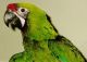 Macaw Birds for sale in Baltimore, MD, USA. price: $600