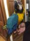 Macaw Birds for sale in Wheatland, WY 82201, USA. price: NA