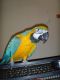 Macaw Birds for sale in Glendale, CA, USA. price: NA