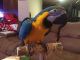 Macaw Birds for sale in Grand Rapids, MI, USA. price: $1,000