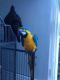 Macaw Birds for sale in Milwaukee, WI, USA. price: $800