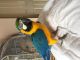 Macaw Birds for sale in Corpus Christi, TX, USA. price: NA