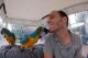 Macaw Birds for sale in Montgomery, AL, USA. price: $500