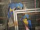 Macaw Birds for sale in Abu Dhabi - Abu Dhabi - United Arab Emirates. price: 1300 AED