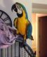 Macaw Birds for sale in Kingston, WI, USA. price: NA