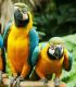 Macaw Birds for sale in Agoura Hills, CA, USA. price: NA