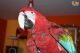 Macaw Birds for sale in Doddridge, Sulphur Township, AR 71826, USA. price: NA