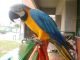 Macaw Birds for sale in Adairsville, GA 30103, USA. price: NA