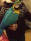 Macaw Birds for sale in Laurel, MD, USA. price: NA