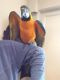 Macaw Birds for sale in Antioch, CA, USA. price: NA