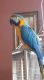Macaw Birds for sale in Cleveland, OH, USA. price: NA