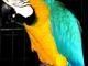 Macaw Birds for sale in Berkeley, CA, USA. price: NA