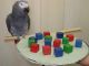 Macaw Birds for sale in Phoenix, AZ, USA. price: NA