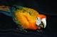 Macaw Birds for sale in Cheswold, DE, USA. price: NA