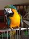 Macaw Birds for sale in Iron Mountain, MI, USA. price: NA