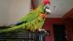 Macaw Birds for sale in Needville, TX 77461, USA. price: NA