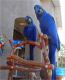 Macaw Birds for sale in Carlsbad, CA, USA. price: NA