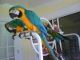 Macaw Birds for sale in Georgetown, GA, USA. price: NA