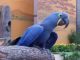 Macaw Birds for sale in Melbourne VIC, Australia. price: NA