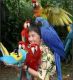 Macaw Birds for sale in Springfield, IL, USA. price: NA