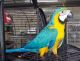 Macaw Birds for sale in Rochester, NY, USA. price: $500