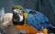Macaw Birds for sale in Denver, CO, USA. price: NA