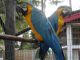 Macaw Birds for sale in New York, NY, USA. price: NA