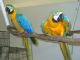 Macaw Birds for sale in Lincoln, NE, USA. price: NA
