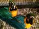 Macaw Birds for sale in Darwin NT, Australia. price: NA