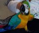 Macaw Birds for sale in Oakland, CA, USA. price: $1