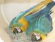 Macaw Birds for sale in Decatur, GA 30030, USA. price: NA