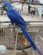 Macaw Birds for sale in Concord, CA, USA. price: $300