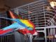 Macaw Birds for sale in Las Vegas, NV, USA. price: $500