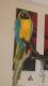 Macaw Birds for sale in San Bernardino, CA, USA. price: NA