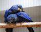 Macaw Birds for sale in Glendale, AZ, USA. price: NA