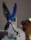 Macaw Birds for sale in Las Vegas, NV, USA. price: NA