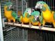 Macaw Birds for sale in Colorado Springs, CO, USA. price: $1,000