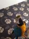 Macaw Birds for sale in Adairsville, GA 30103, USA. price: NA