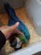 Macaw Birds for sale in 1435 Duck Tail Ct, Redding, CA 96003, USA. price: $700