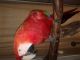 Macaw Birds for sale in Needville, TX 77461, USA. price: NA