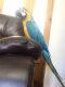 Macaw Birds for sale in Cable, WI 54821, USA. price: NA