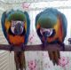 Macaw Birds for sale in Alabama Ave SE, Washington, DC, USA. price: NA